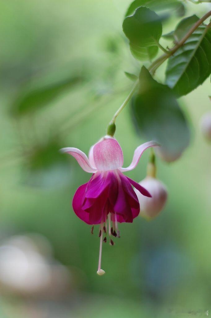 奇妙生物圈植物科普每日一花：倒挂金钟🍀倒挂金钟（Fuchsiahybrida