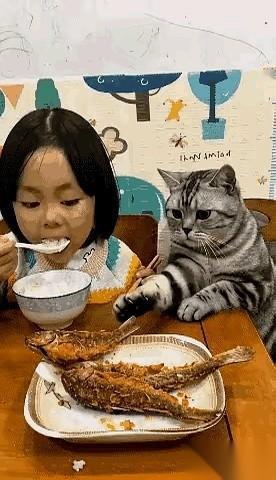 “当！”一声脆响，筷子敲在一个白瓷碗上。碗下的猫，眼睛都没眨一下，慢条斯理地，