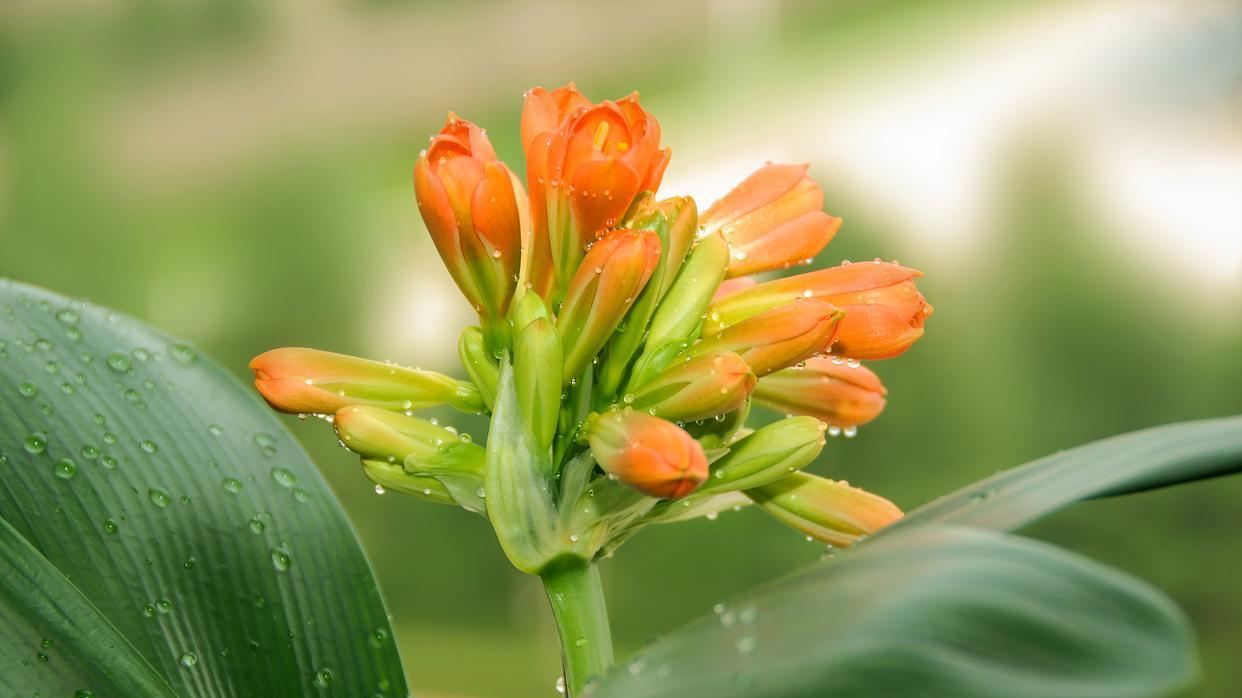 君子兰几月开花? 探秘12片叶子的开花奥秘!