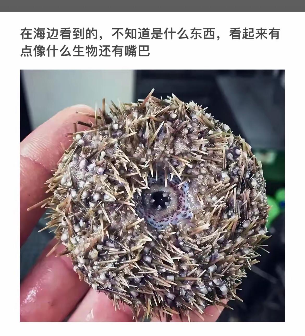 海边发现的神秘生物，有嘴巴的刺球！