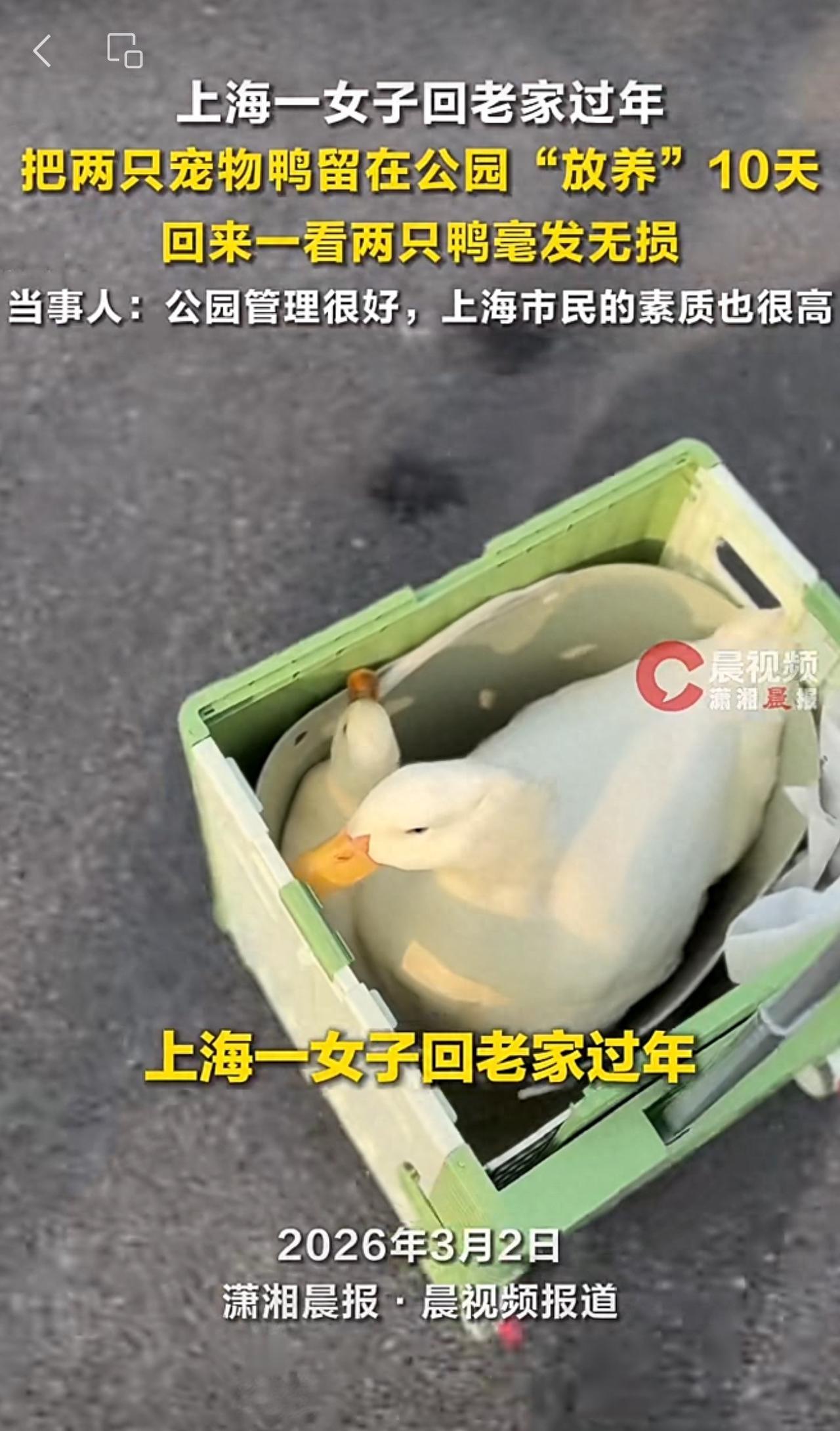 “万万没想到！”近日，上海，一女子过年回老家，有两只宠物鸭实在装不下，所以决定把