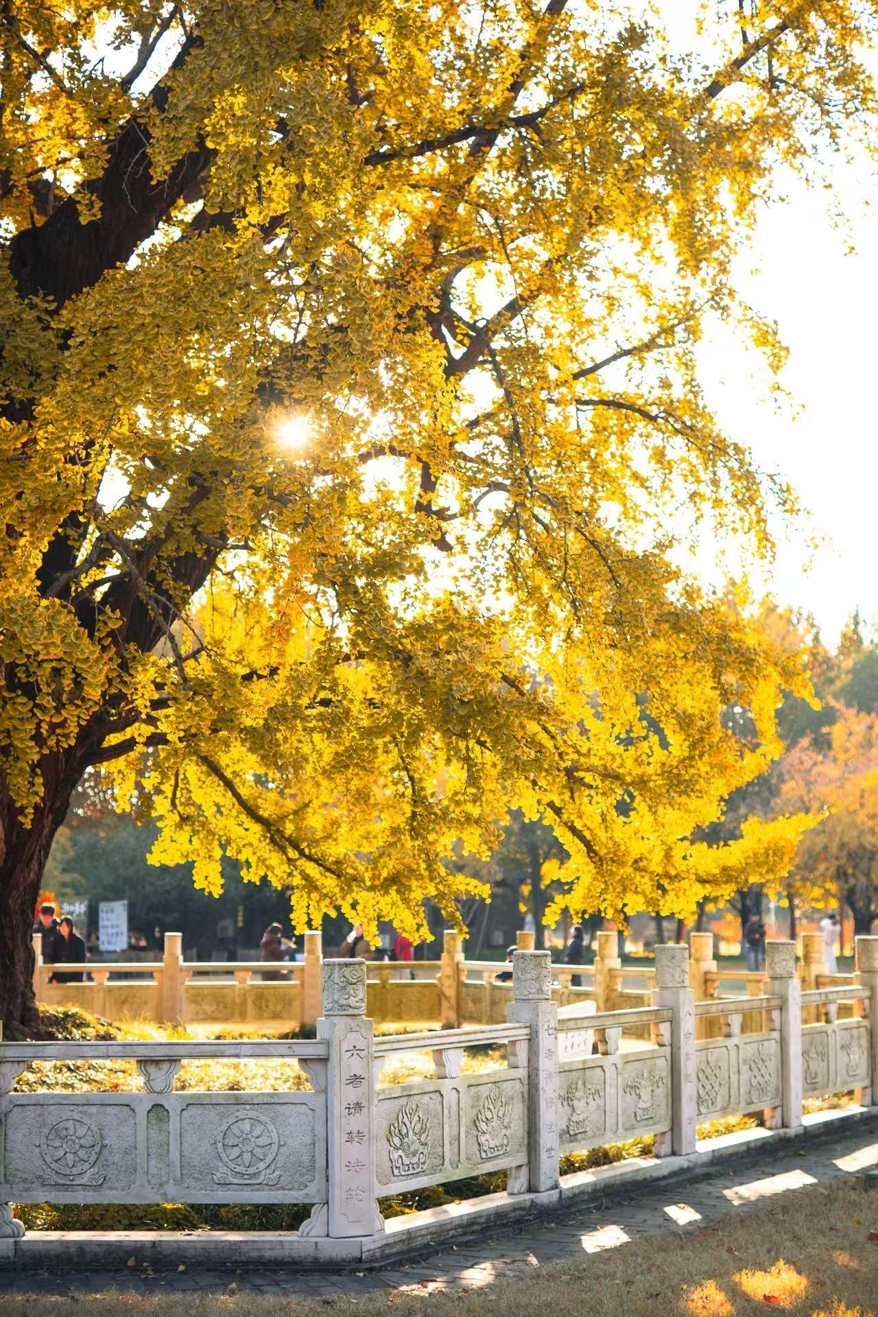 其实浦口亦有很多美景。像惠济寺三棵古银杏树，迄今皆已有1500多年的树龄。史书记