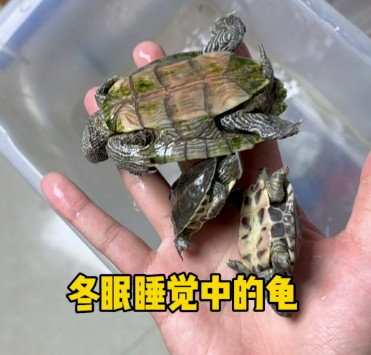 比电视剧还离谱！乌龟“断气”被埋花盆，俩月后竟破土重生