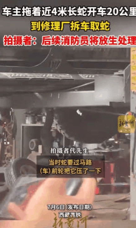 “这司机是个狠人！”西藏墨脱，一男子开车时碾压到了近4米长的眼镜王蛇，不料蛇瞬间