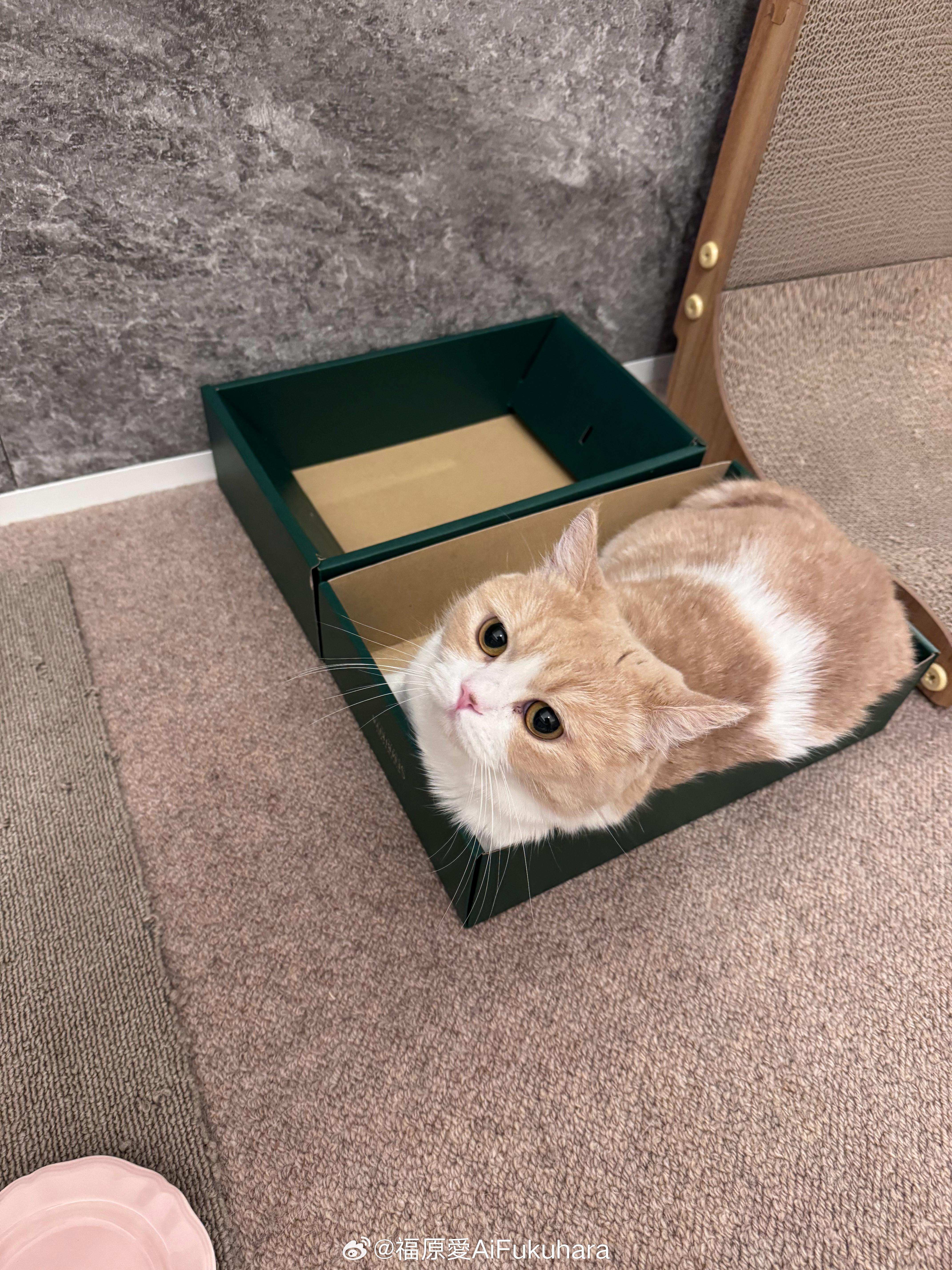 我们谁比较可爱？🐱💗🐱​​​