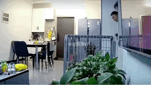 狗子面前秀恩爱，最后得到了该有的报应。