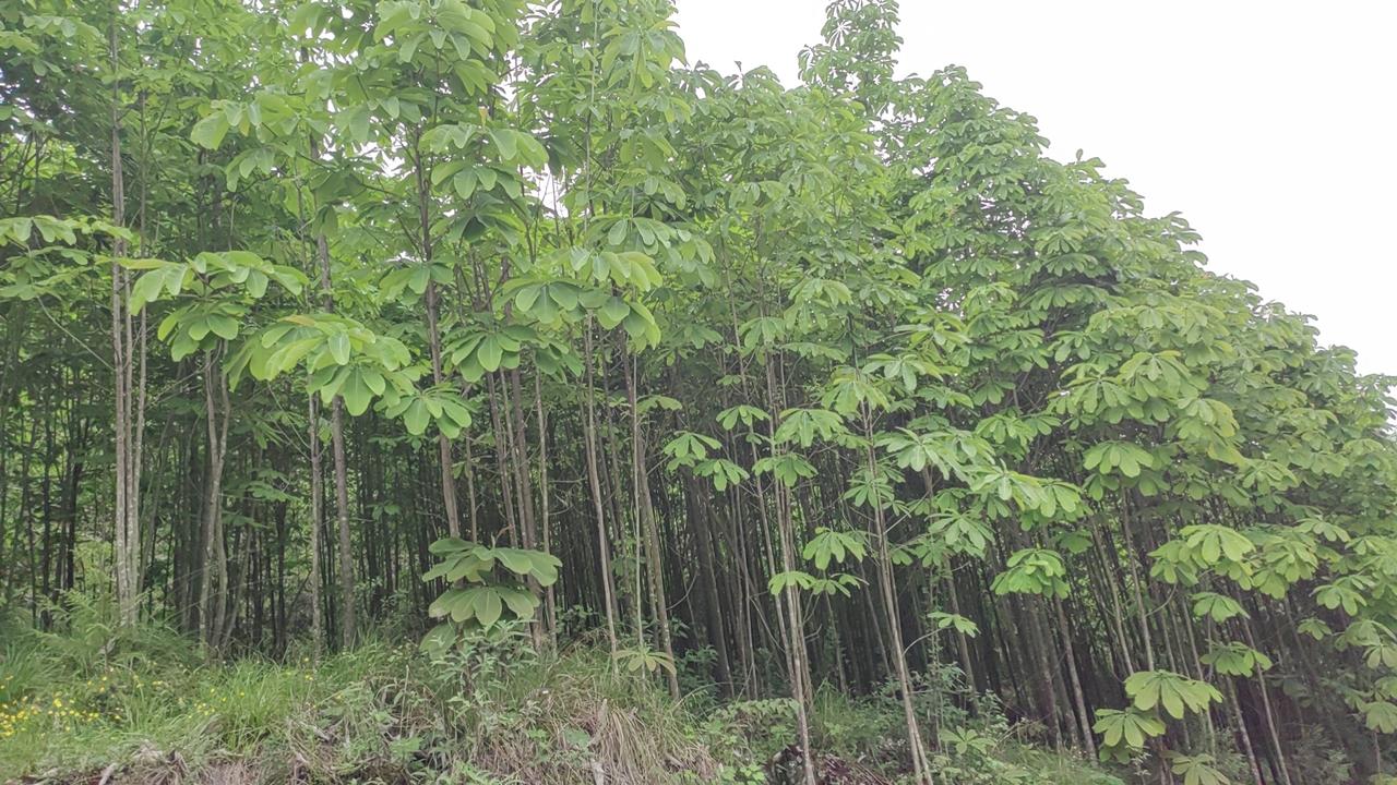 前列腺癌打针是通过阻断大脑给睾丸发送生产雄激素的信息，从而切断了雄激素的生产来源