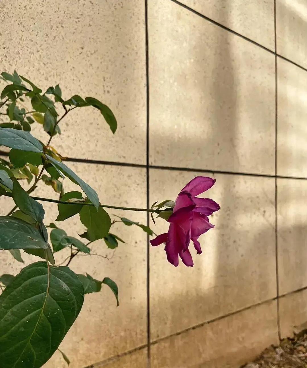 朋友给我女儿介绍个对象，是她家保姆的儿子，前途光明，硕博连读，身高1.85米，阳