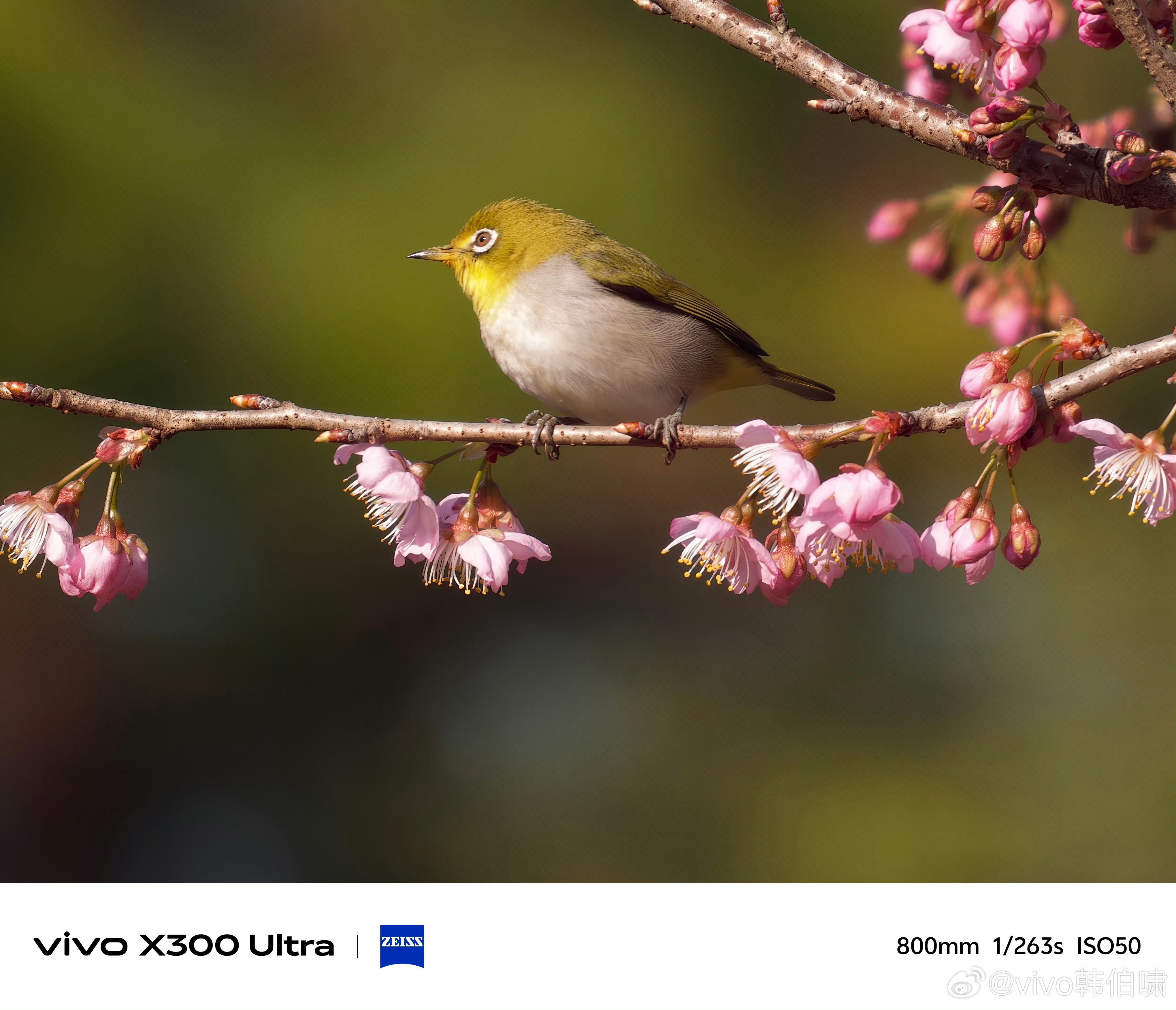 感受一下X300Ultra的打鸟样张，这机器防抖和对焦升级之后长焦增距镜的出片