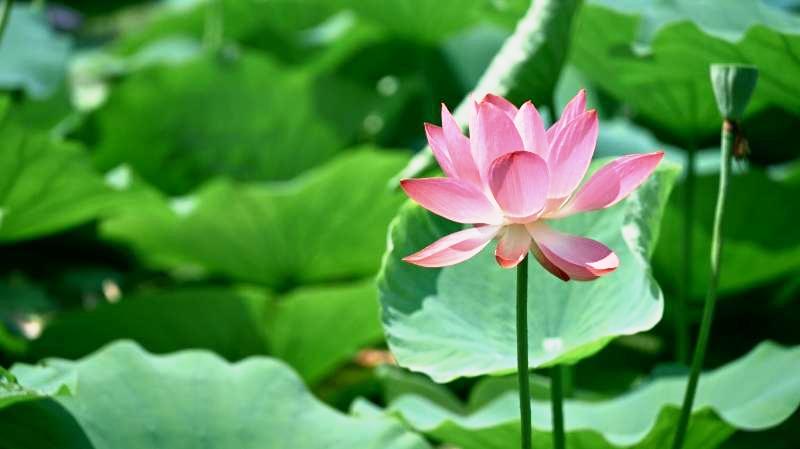 当管理人员能力不足又难以调离时，最无奈的解决方案便是免职。许多学校存在管理人