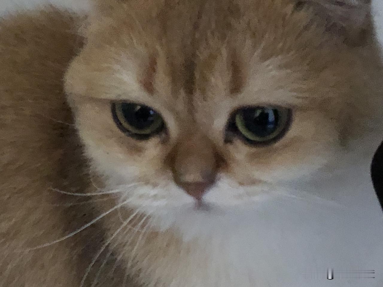 再见了，黄百万黄百万是儿子养的一只金渐层猫，饭量极小，每次半个蛋黄都吃不了、