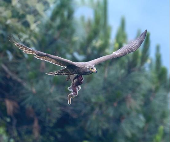 1979年，山西农民正在山崖上割草，突然一只鹰快速地向他冲过来，吓得老农抱头逃窜