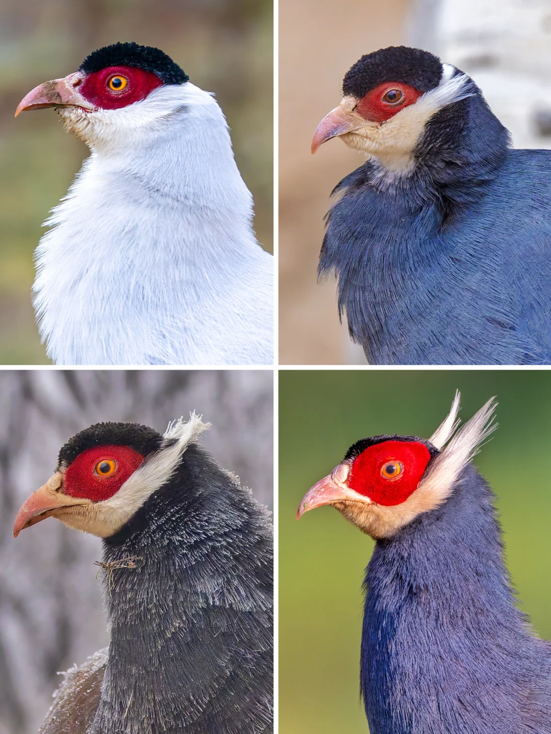 四种马鸡，你喜欢哪一款？