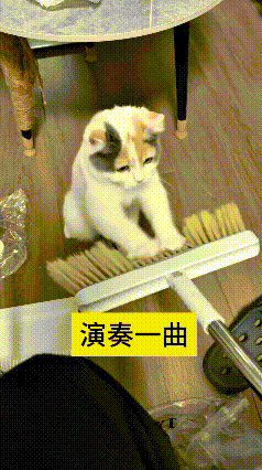 谁能想到一把普通扫地刷子，造就了百万点赞的名场面！主人拿扫地条逗小猫咪，小家伙盯