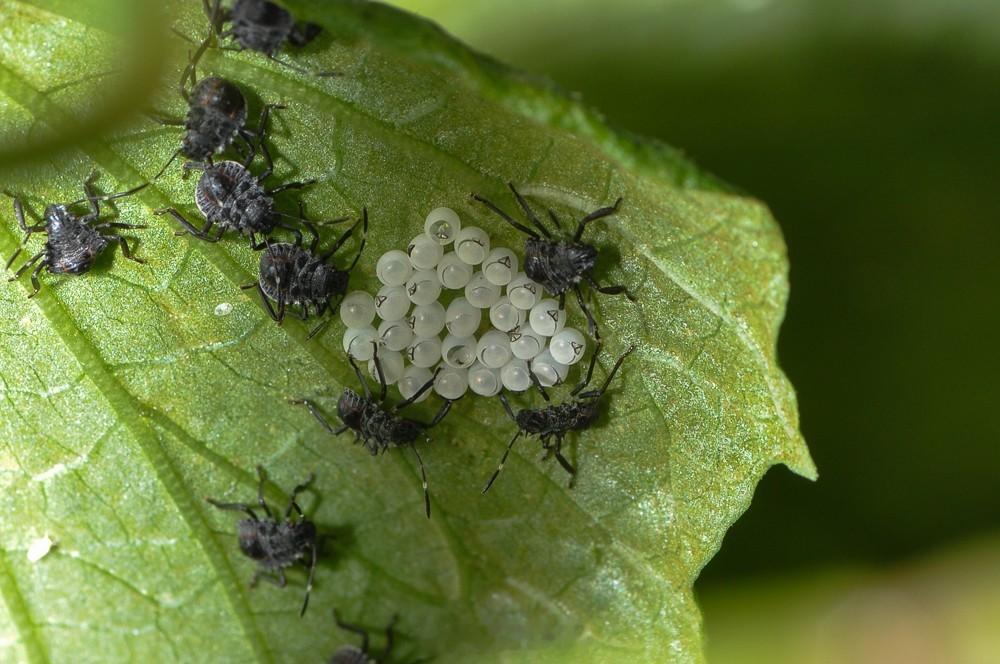 这玩意谁吃！咋吃？这么喜欢挑战自己?