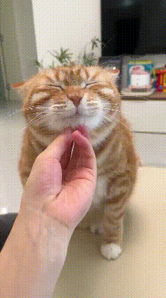 这只橘猫的反差感也太可爱了，堪称猫咪届的顶级戏精！原本小家伙耷拉着脑袋、蔫