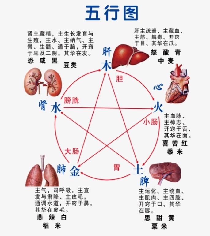 中医：从肾调心，从脾调肾，从肝调脾，从肺调肝，从心调肺！中医上认为，五脏六腑