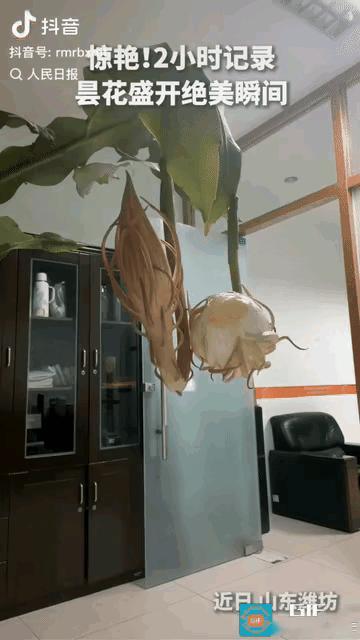 谁能接住昙花转瞬即逝的温柔？山东潍坊一位女士拍下的画面，登上人民日报，惊艳无数