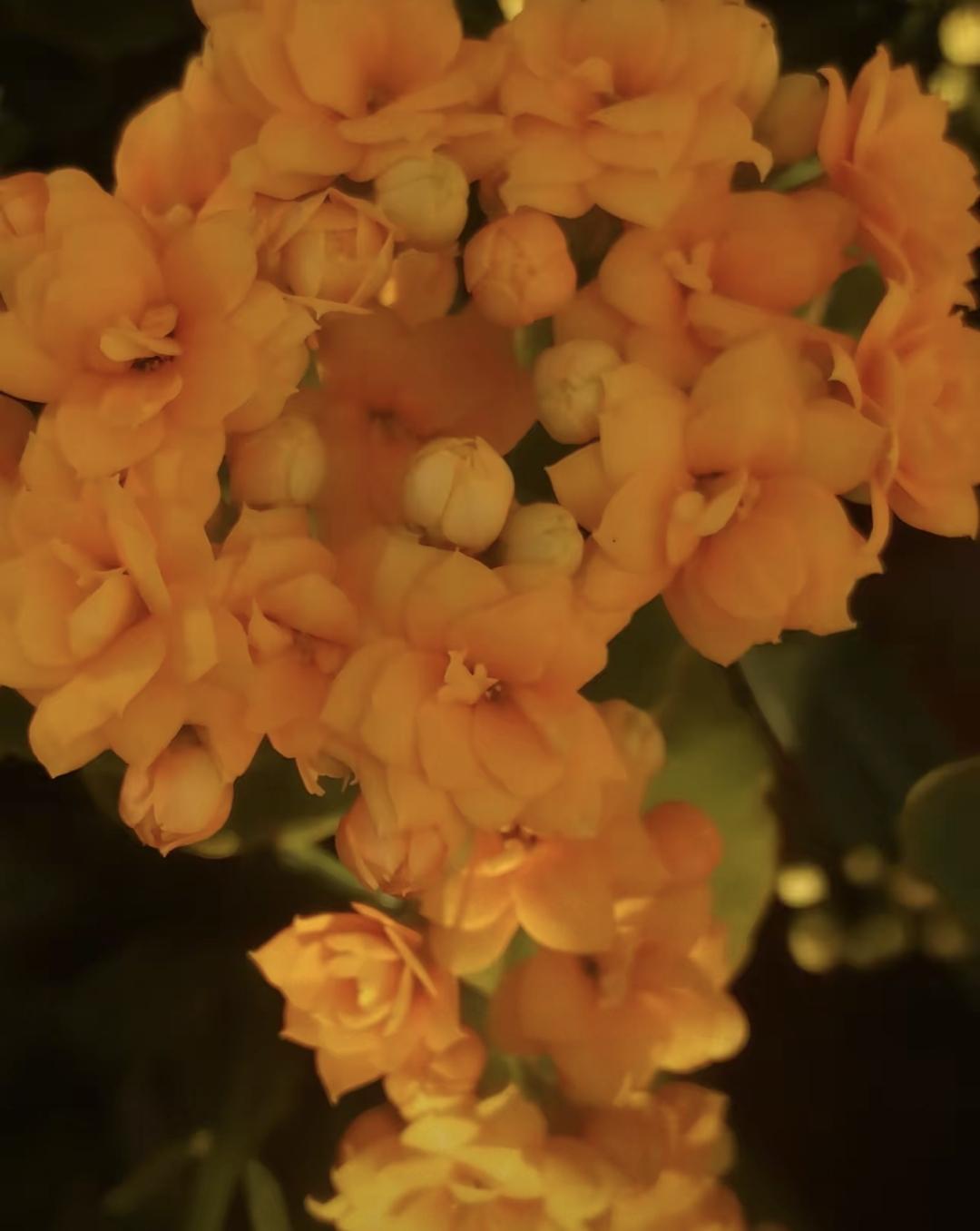 前天我老公听说附近养殖场甩卖淘汰鸡，100块6只，便宜得吓人，想着捡个漏，买回去