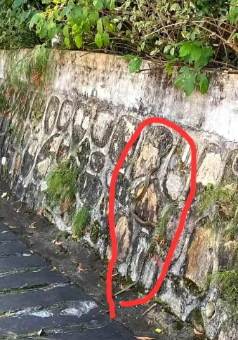 万万没想到，受三亚事件影响最大的，不是三亚酒店，也不是三亚医院，而是……