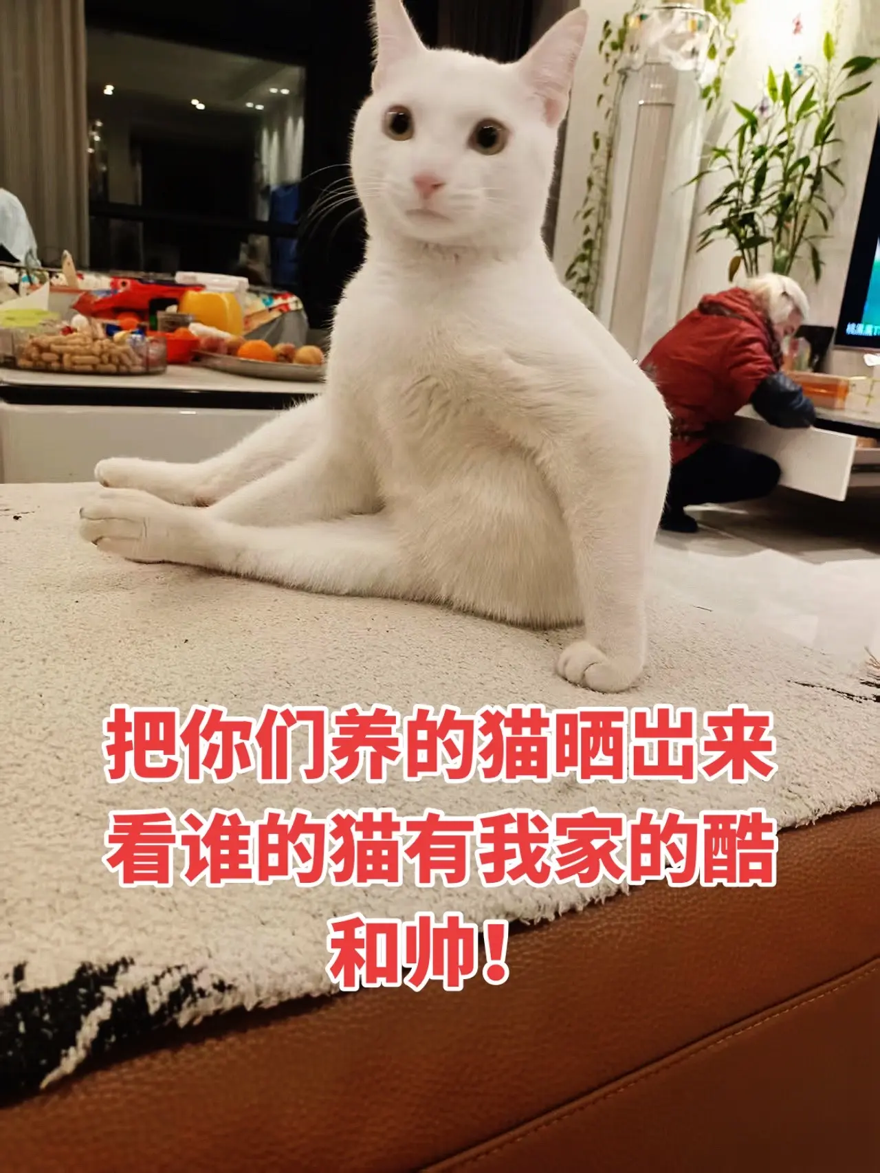 我家的小猫咪