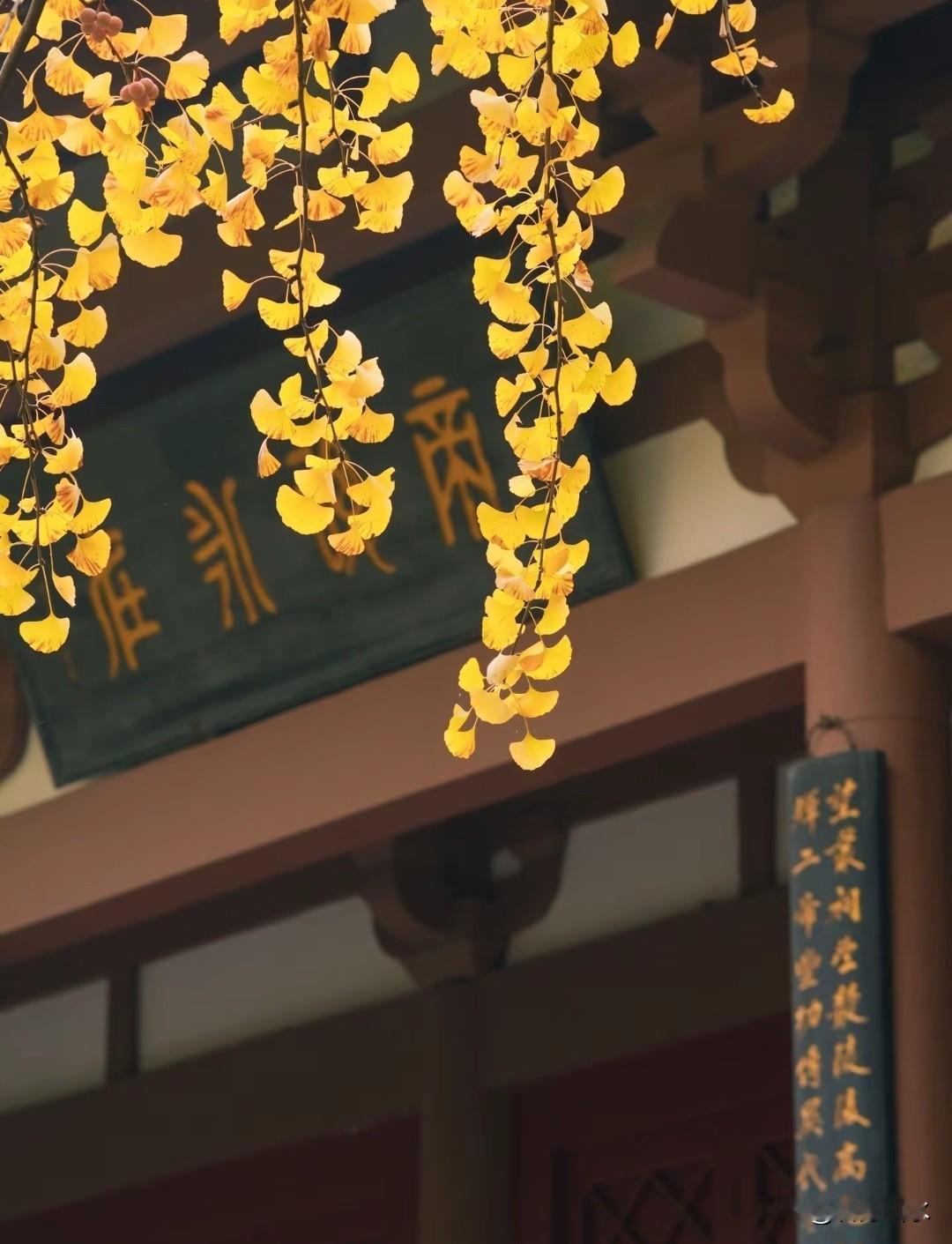 我很喜欢望丛祠的秋天！每年都要去一次。公园位于郫都城区，地铁六号线“望丛祠”站