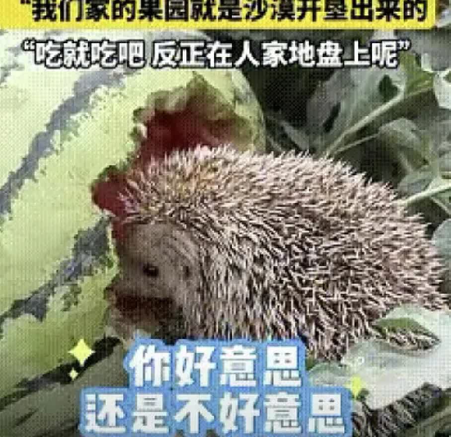 “活该发财！”最近新疆和田一女子的做法真是让人忍不住点赞。她去自家瓜田，居然发现