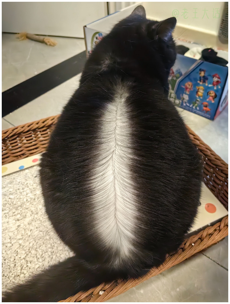 黑猫其实是白猫来的