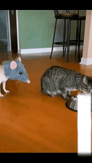 主人悄悄地给狗狗戴上老鼠的头套，猫咪正在津津有味地吃猫粮，狗狗习惯性地凑了上去，