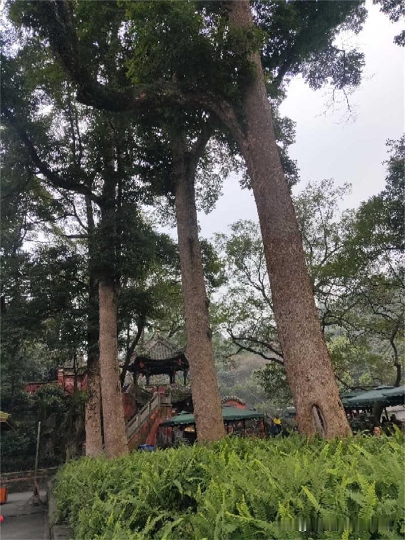 出大事了，邻居大爷养的一棵树被一个健身大妈天天过来蹭蹭，硬生生给蹭死了！大爷开口