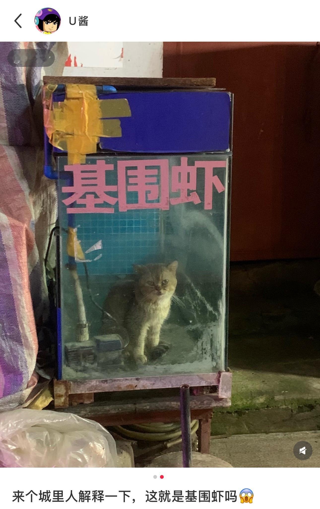 来个城里人解释一下这是基围虾嘛
