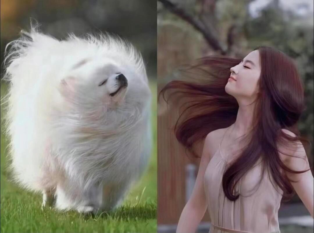 刘亦菲&猫猫狗狗情头，这么隐秘谁能猜得到呀？​​​