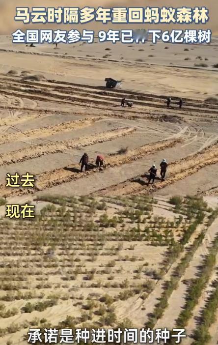 9年种树6.19亿棵，蚂蚁森林累计种植面积相当于半个乌兰布和沙漠！蚂蚁森林