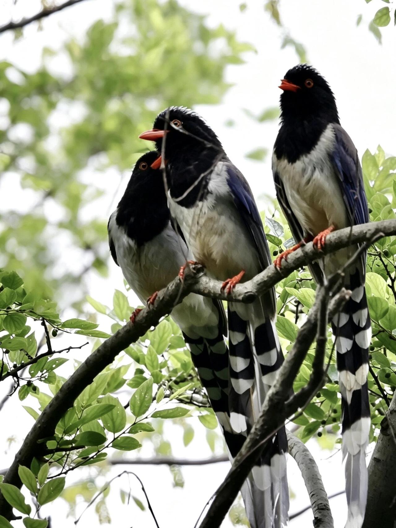 浐灞国家湿地公园遇见不喜欢单独活动的红嘴蓝雀。（根据多项权威公开资料，红嘴蓝鹊