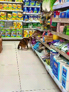 怀孕流浪猫超市“偷粮”，老板举动暖哭！它咋精准找到猫粮的？超市监控拍下暖心