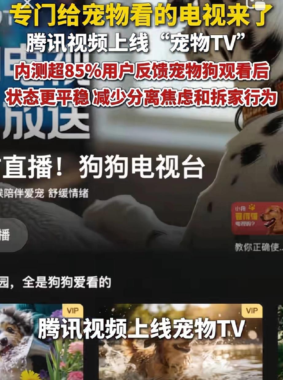对小猫小狗也太好了吧！腾讯视频专门上线了给小猫小狗看的电视节目“宠物TV”。