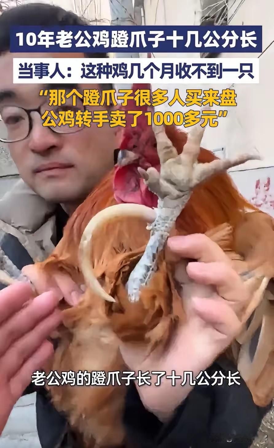 卖亏了！山东泰安，一男子回村里过年，突然发现一老人家里有一只特别的大公鸡，养了十