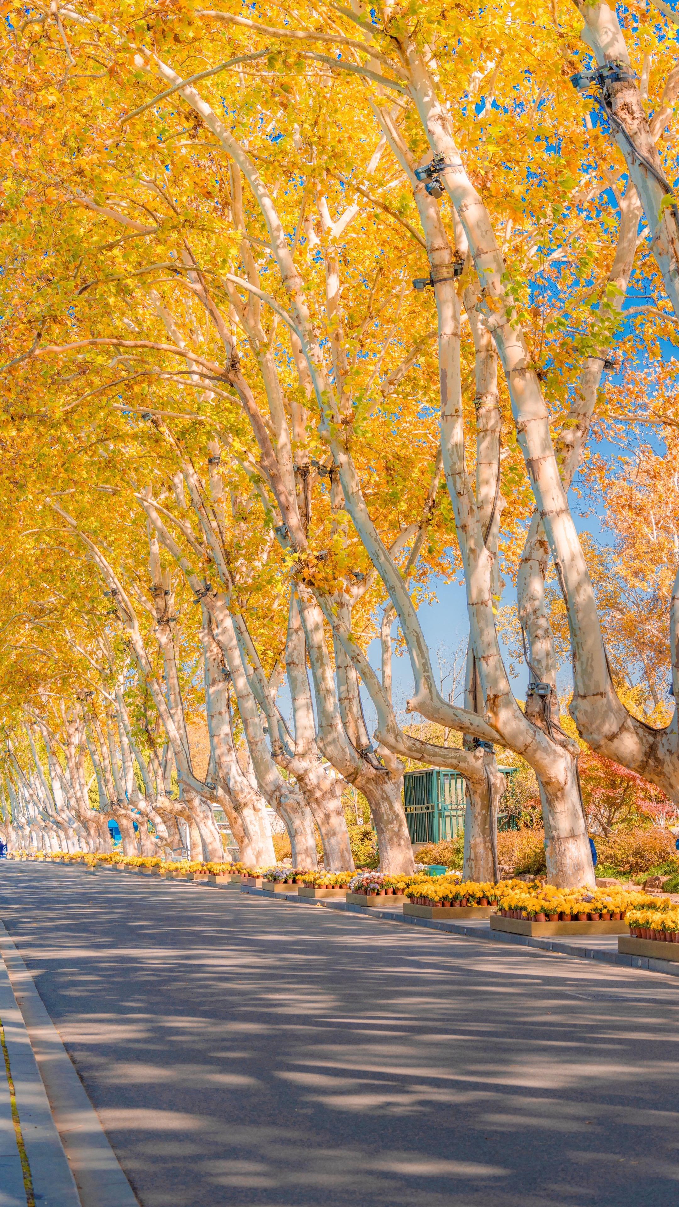 南京秋天所有的温柔，都值得被记录。南京两日秋景拍照路线，湖景、梧桐街巷...