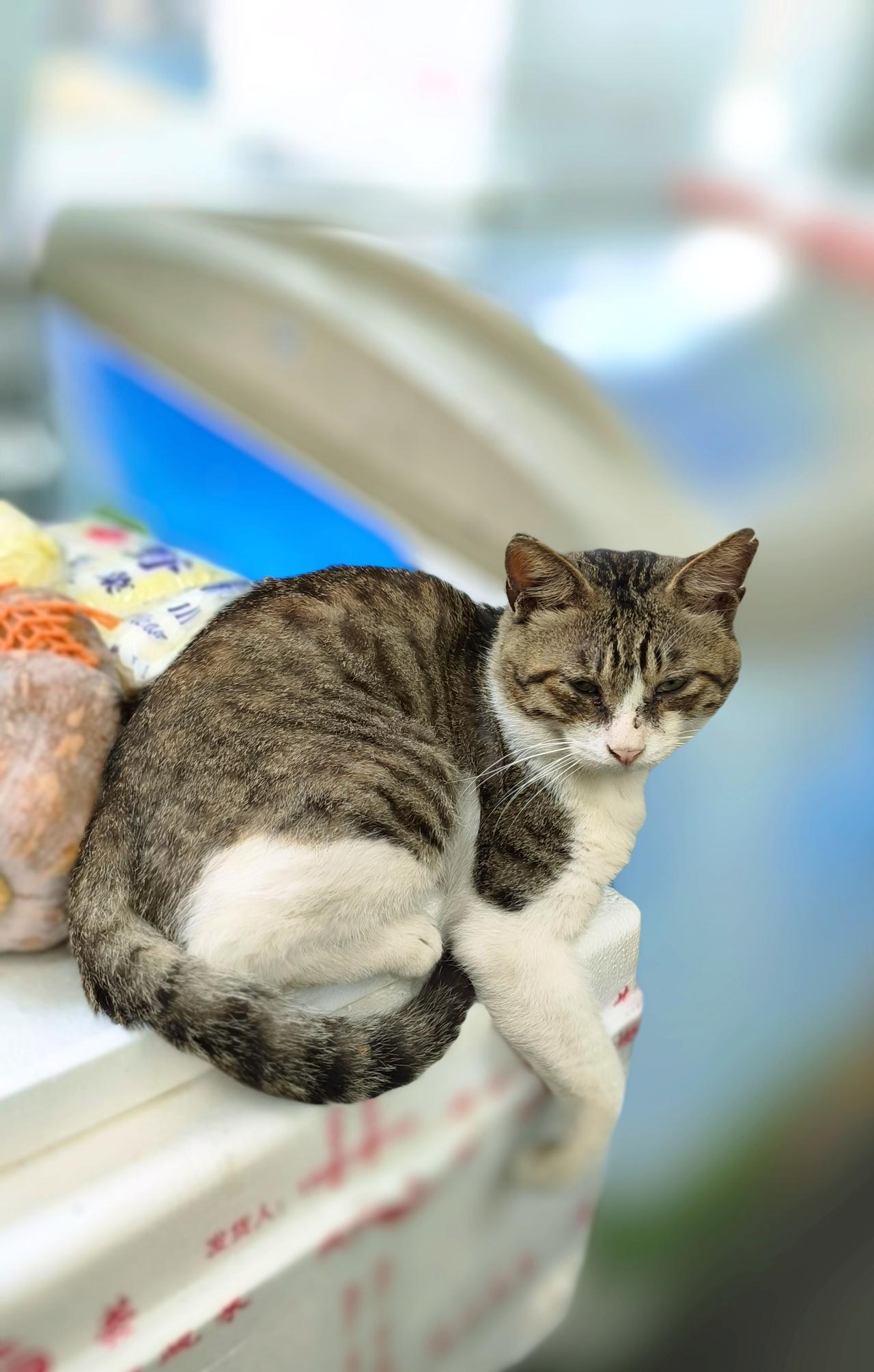 狸花猫可是中国唯一被国际认可的纯种本土猫，原本那可是聪明伶俐、善于攀爬捕猎的。可
