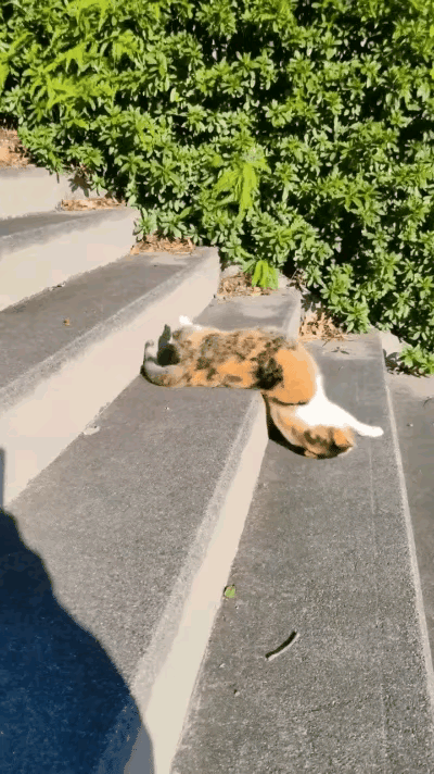 刷到一只把“享福”刻进骨子里的猫咪，下楼方式直接看笑全网，懒猫界天花板实锤了！