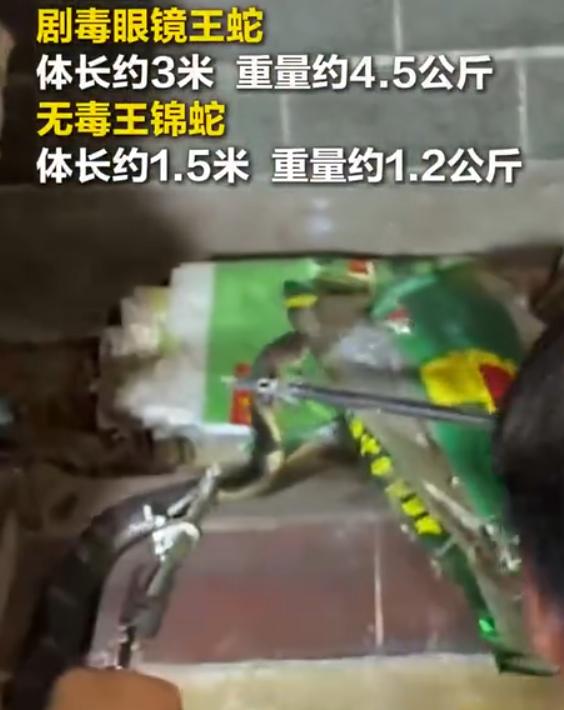 客厅里的“蛇追蛇”：3米4.5公斤剧毒眼镜王蛇，追猎王锦蛇闯入云南普洱村民家中，