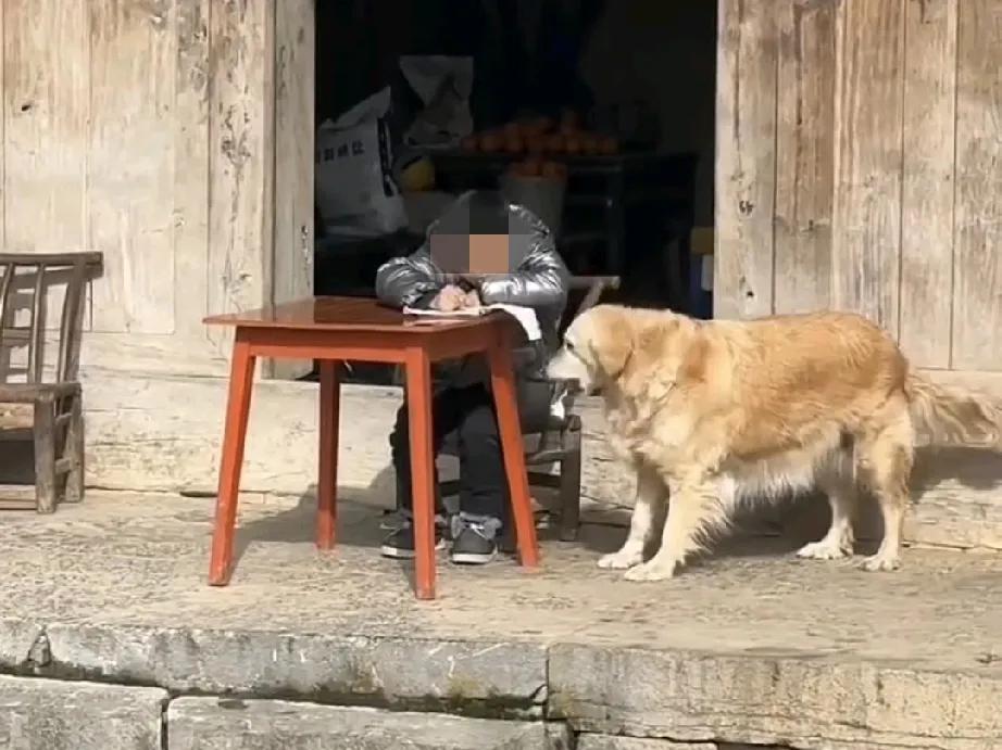 笑不活。一小男孩在家做作业，结果做着做着，他家狗子便上前就将作业撕烂一页，男孩见