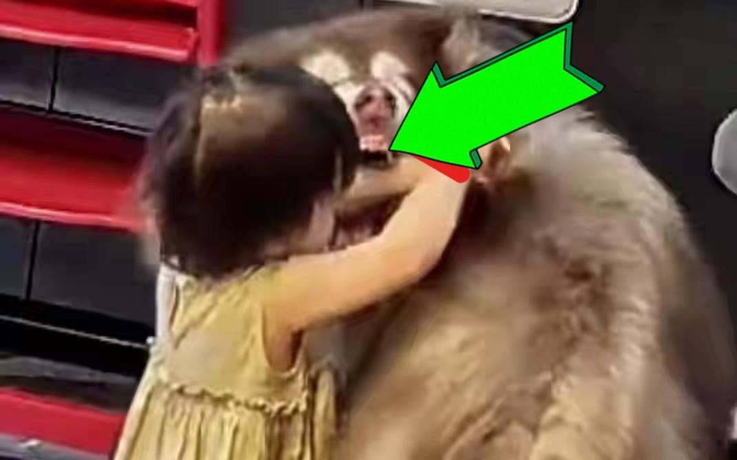 “孩子还能再生，狗没了可就真没了”这是一位网友讽刺一位狗主人的话，话很难听，事情