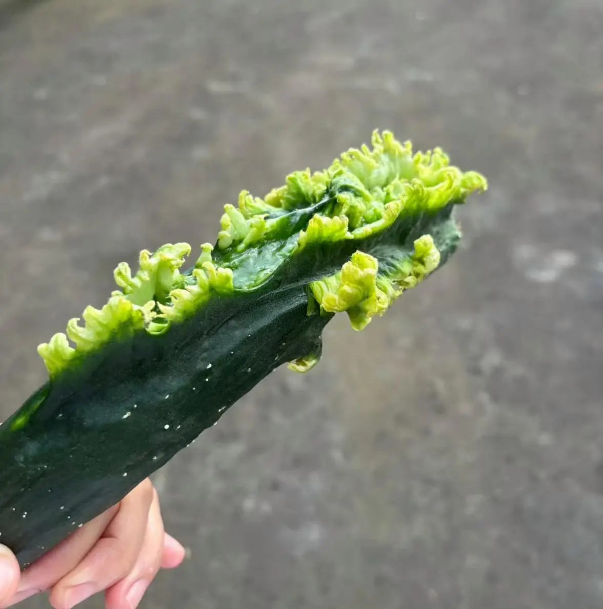 这黄瓜是忘记喝孟婆汤了吗？
