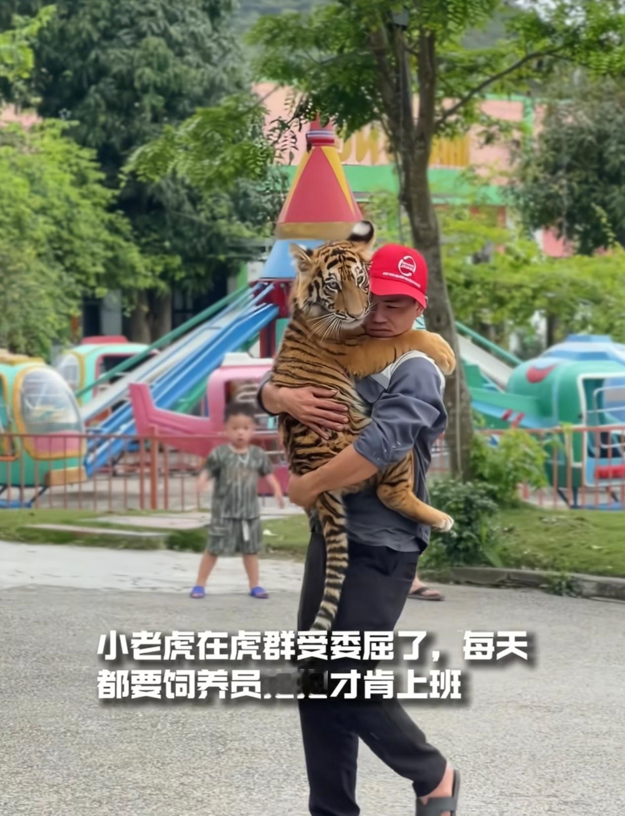 威风的老虎，被人疼的时候也会秒变小宝宝！这只小老虎在虎群里受了委屈，整天黏着饲