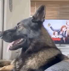 国外工作犬退役后患上抑郁症，医生束手无策，主人想了一个好办法秒解决！国外这只狗子