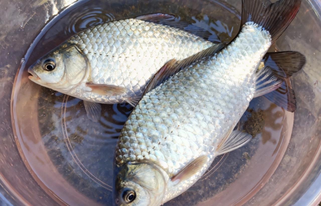 很多人雨后去钓鱼，要么爆护要么空手，核心在两个字：水势。涨水和退水，鱼群的走向