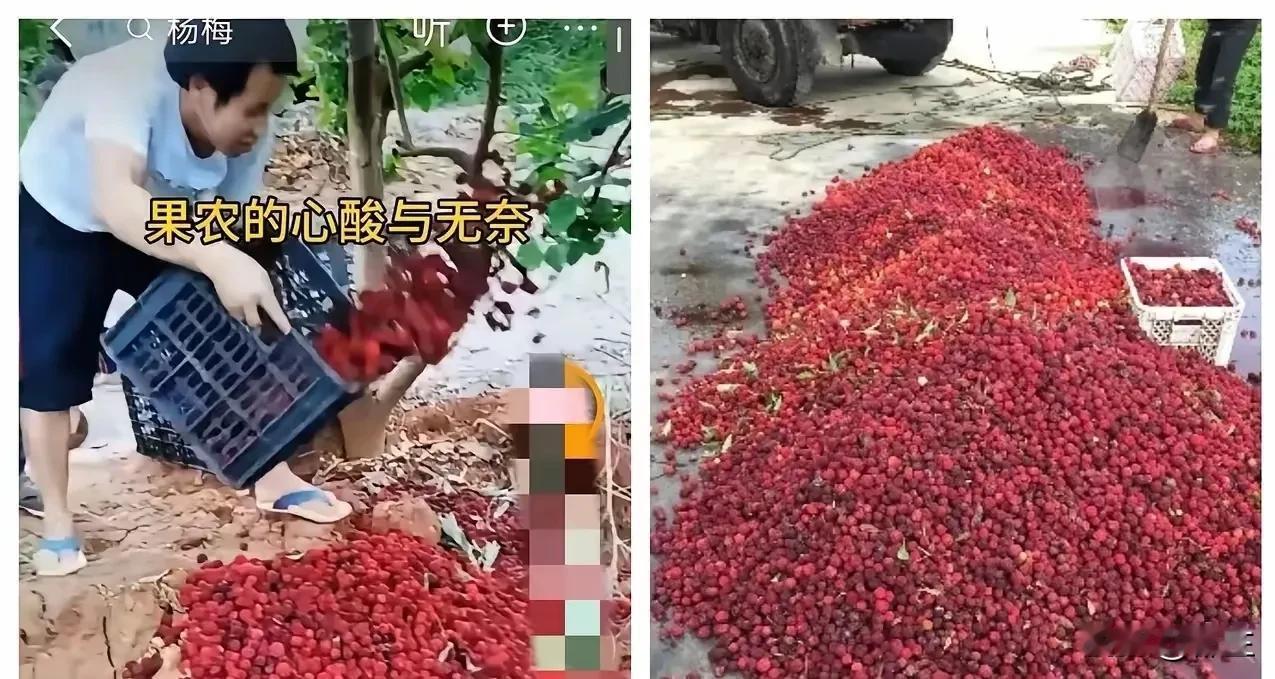今年的杨梅是彻底完了！因为记者卧底福建漳州，曝光工人将违禁防腐剂脱氢乙酸钠倒入