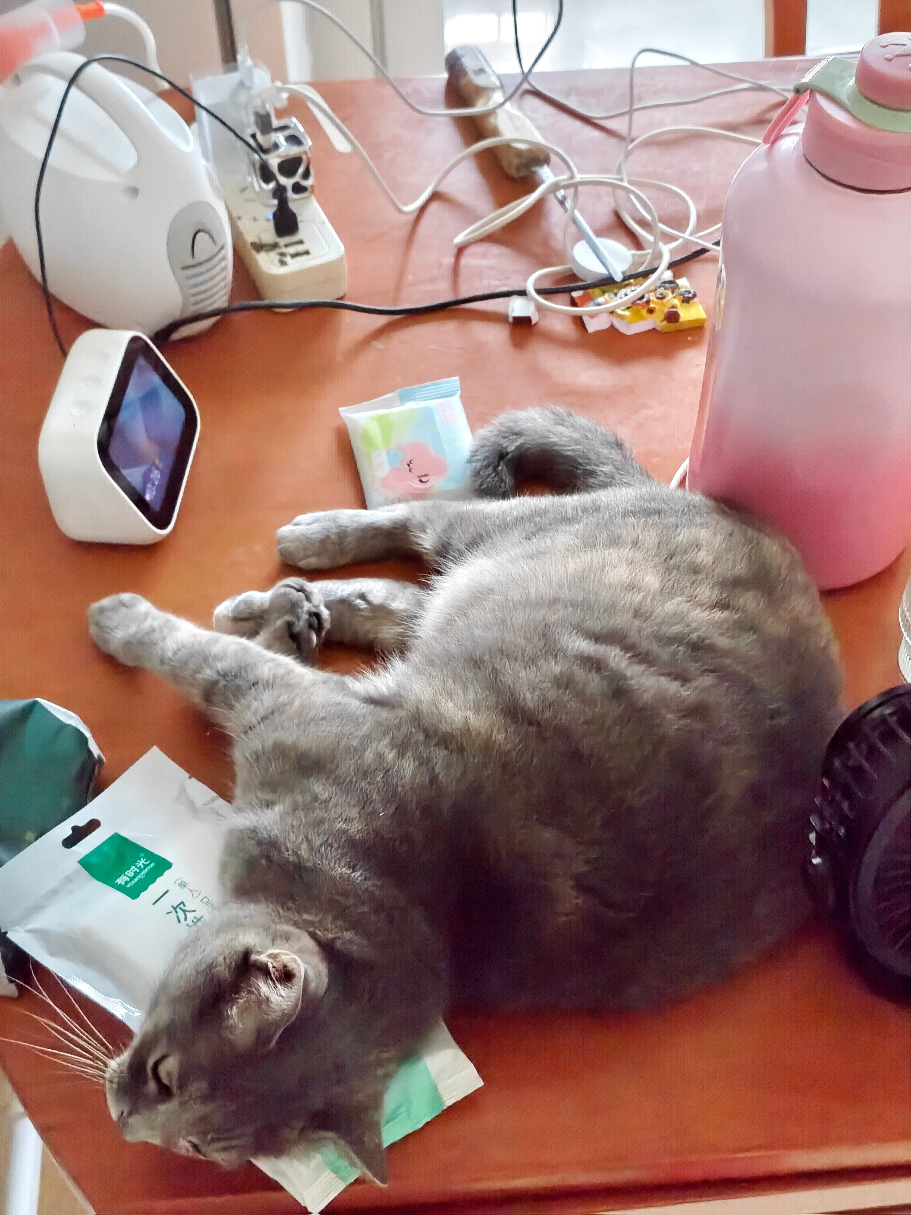 小猫怎么能上桌