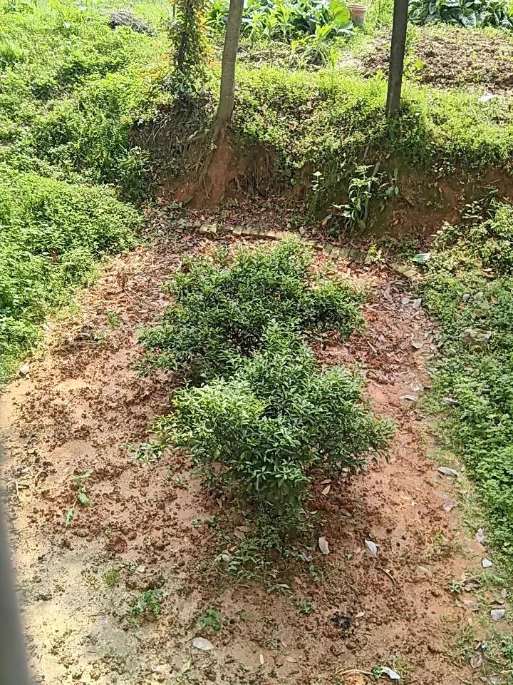 大抵是被虫子吃光光了！后院有两棵快六年的果树，别看个矮，却长得枝繁叶茂很殷实，